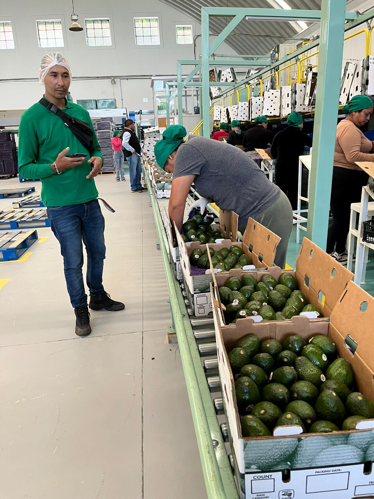 Personal acomodando aguacates Hass en cajas