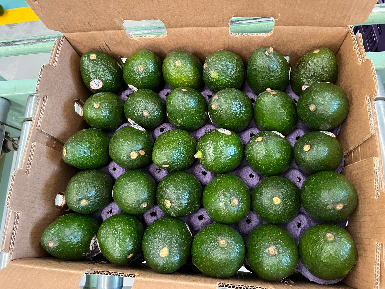 Aguacates Hass acomodados en una caja de empaque