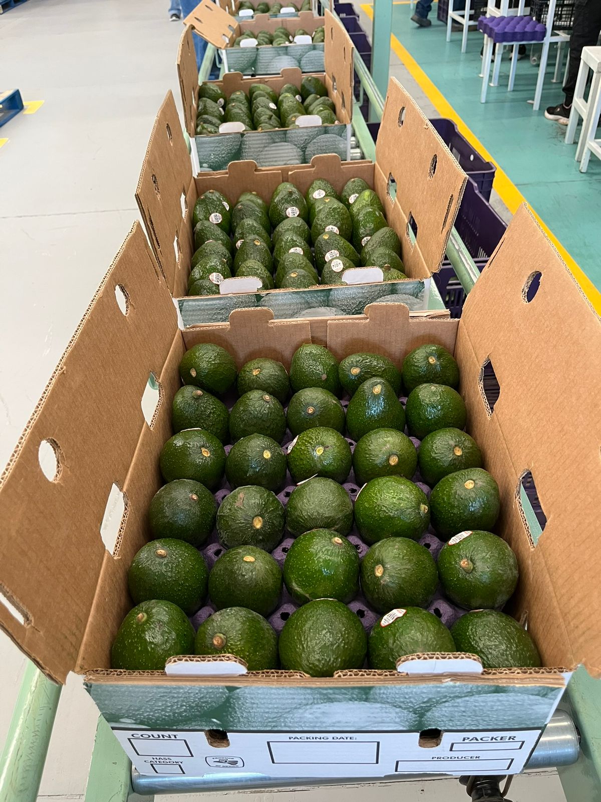 Cajas de aguacate Hass preparadas en la línea